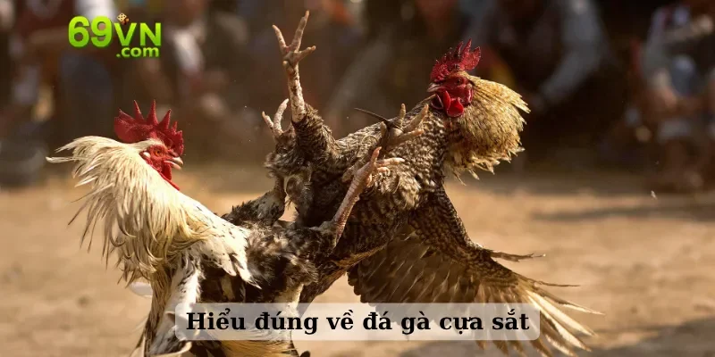 Hiểu đúng về đá gà cựa sắt