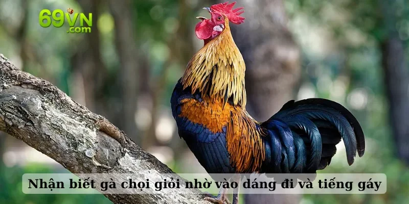 Nhận biết gà chọi giỏi nhờ vào dáng đi và tiếng gáy